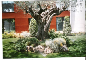 marina-gardens-olivo.jpg
